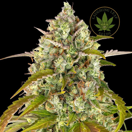 Pineapple Express Auto Feminised - Barneys Farm - Collectible Botanical Beans