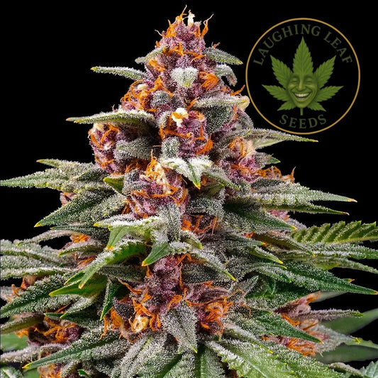 Runtz Auto Feminised - Barney's Farm - Collectible Botanical Beans