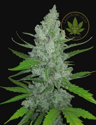 Sour Diesel Auto Feminised - Barney's Farm - Collectible Botanical Beans