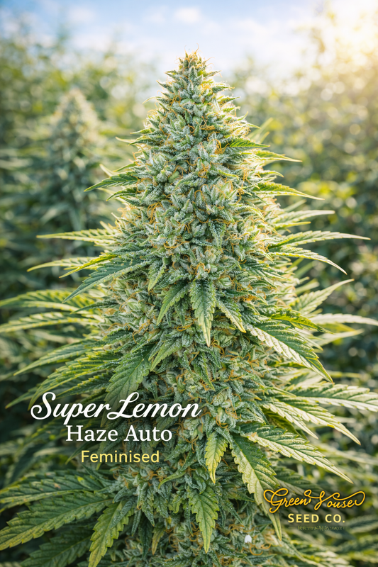 Super Lemon Haze Auto feminised cannabis plant by Greenhouse Seed Co., shown in bright natural light with classic haze-style structure and elegant strain name overlay, presented as a UK collectable seed image.