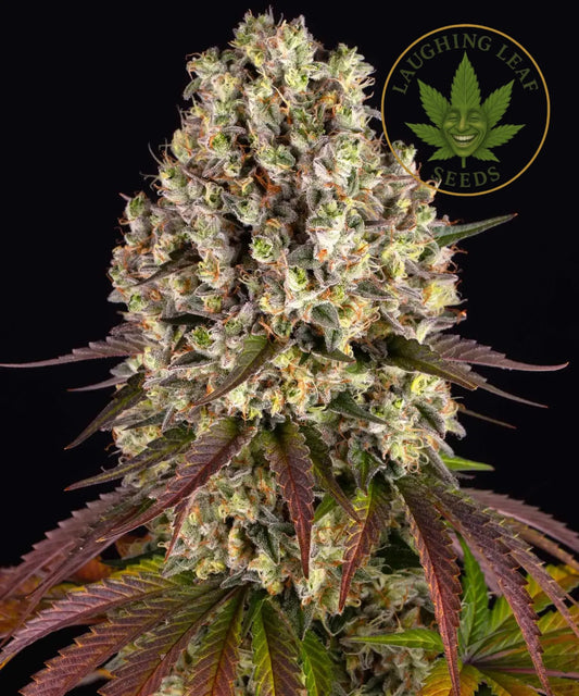 Sour Diesel Feminised - Barney's Farm – Collectible Botanical Beans