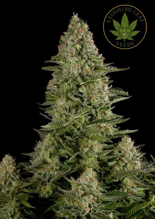 World Famous White Widow Feminised - Seedsman – Collectible Botanical Beans