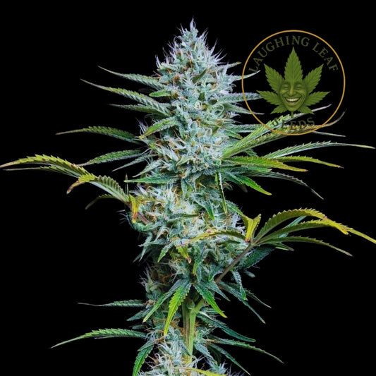 White Widow XXL Auto Feminised - Barney's Farm - Collectible Botanical Beans