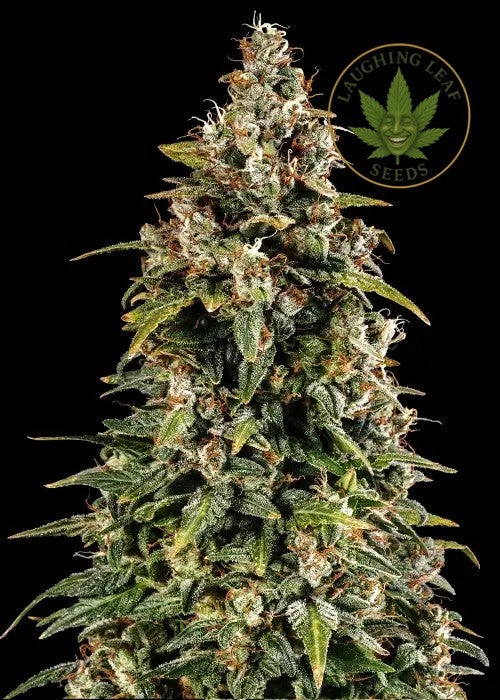Watermelon Zkittlez Auto Feminised - Barney's Farm - Collectible Botanical Beans